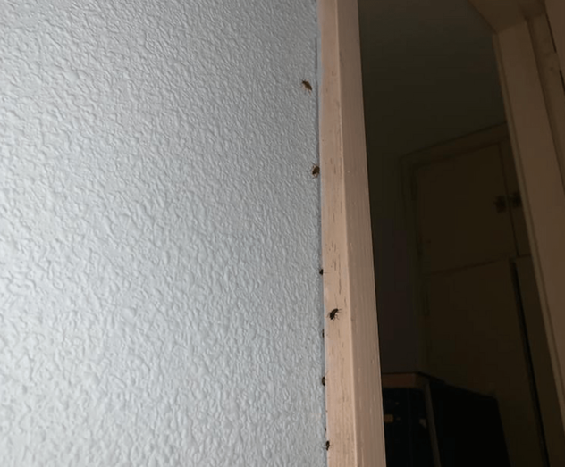 Los vecinos aseguran que las viviendas aledañas sufren una plaga de cucarachas (Foto TA)